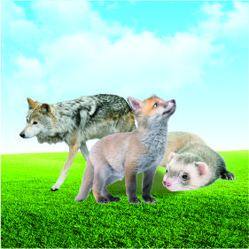 特種經(jīng)濟(jì)動(dòng)物檢測(cè)項(xiàng)目